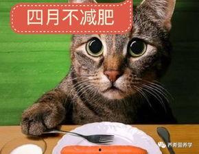 娱乐吃瓜酱猫打翻电视
